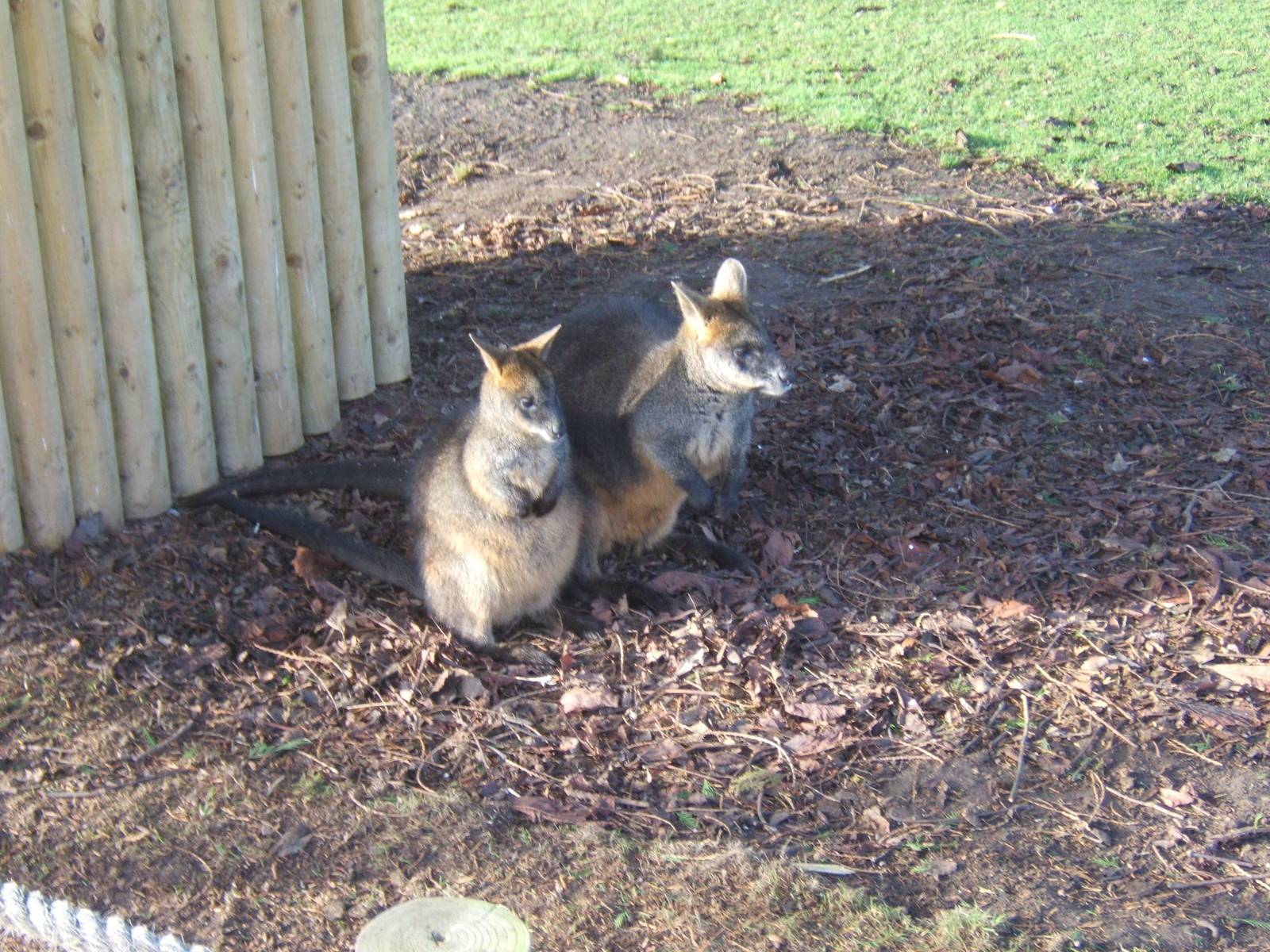 Swamp Wallaby`s
