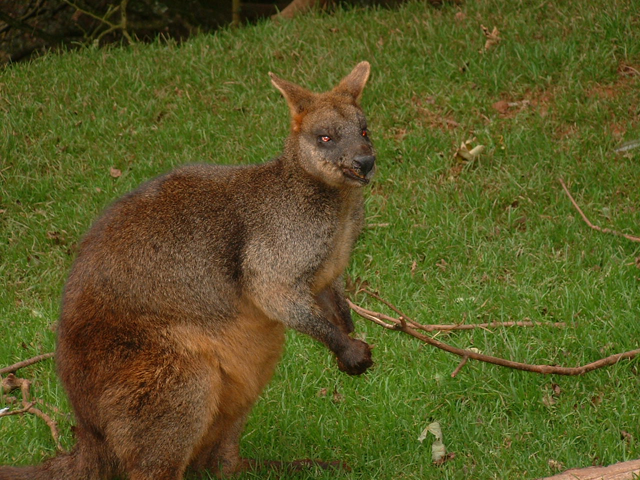 Swamp Wallaby - Sept 2012