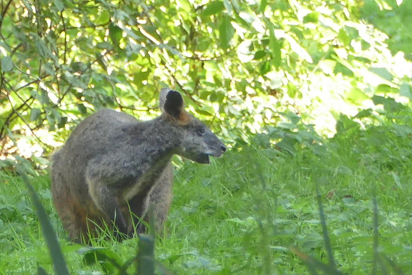 Swamp Wallaby, September 2020