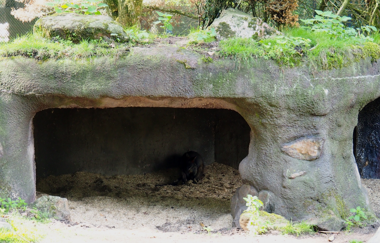 Swamp wallaby shelter (Sep 16th, 2018)