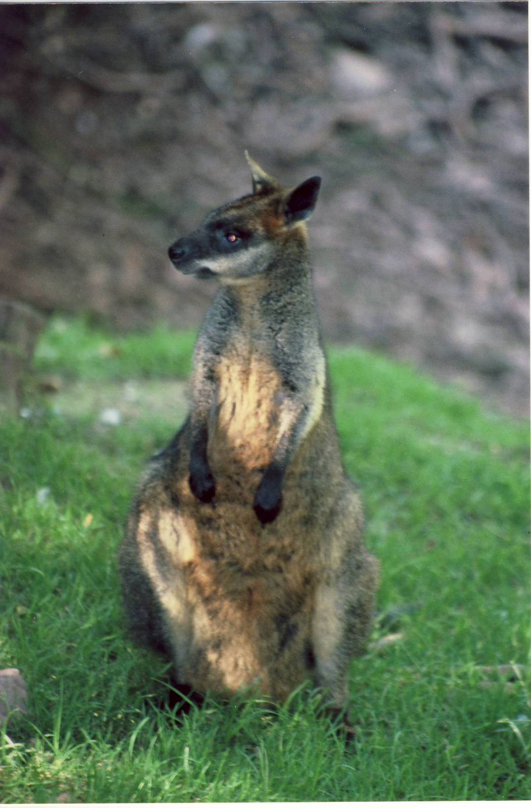 Swamp Wallaby South Lakes 15 July 2003