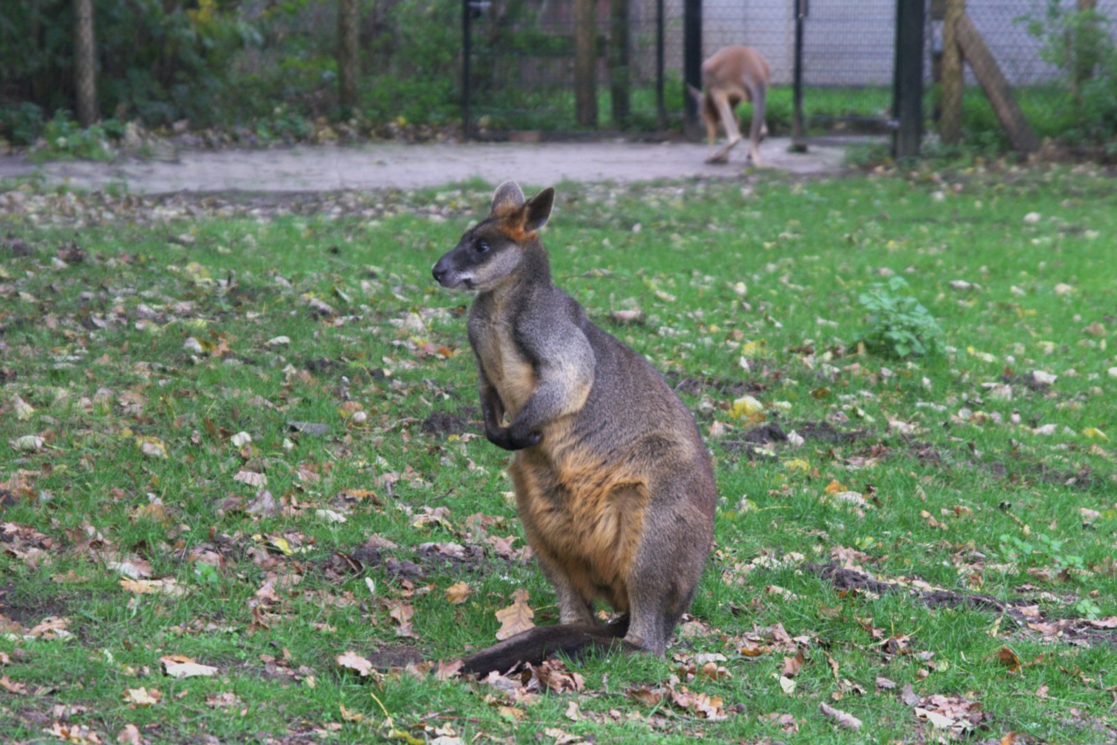 Swamp Wallaby (Wallabia bicolor), 02-11-25