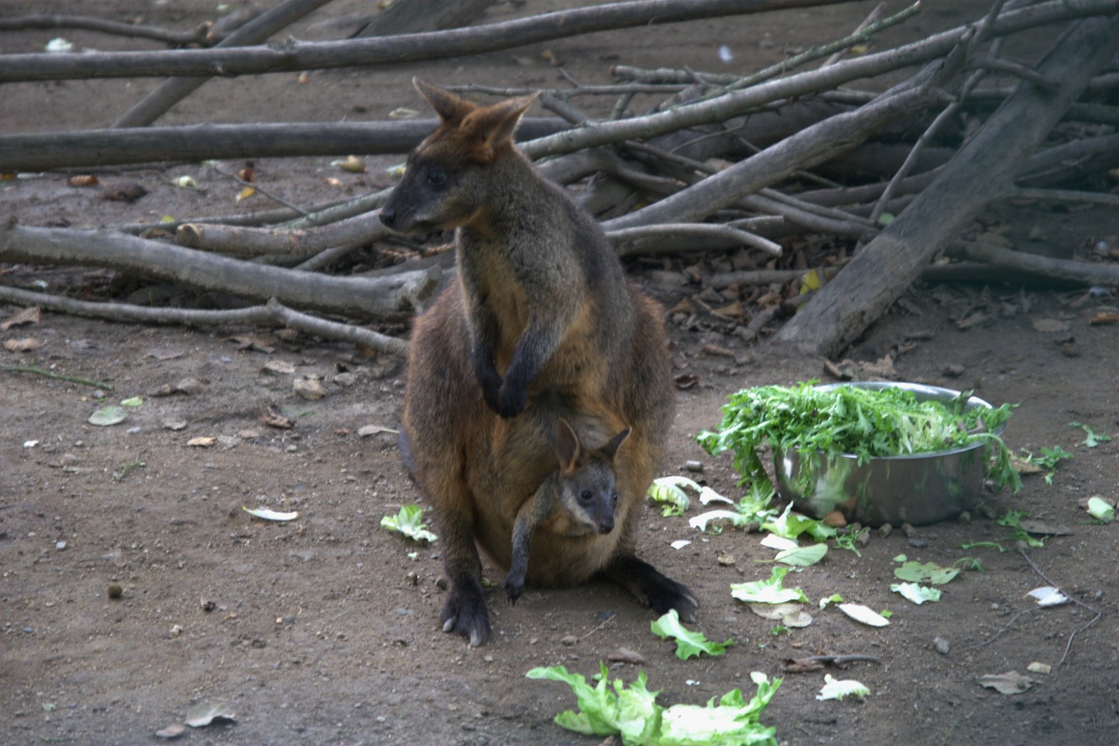 Swamp Wallaby (Wallabia bicolor), 13-09-25