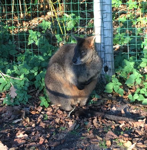 Swamp Wallaby (Wallabia bicolor) 17-11-2018