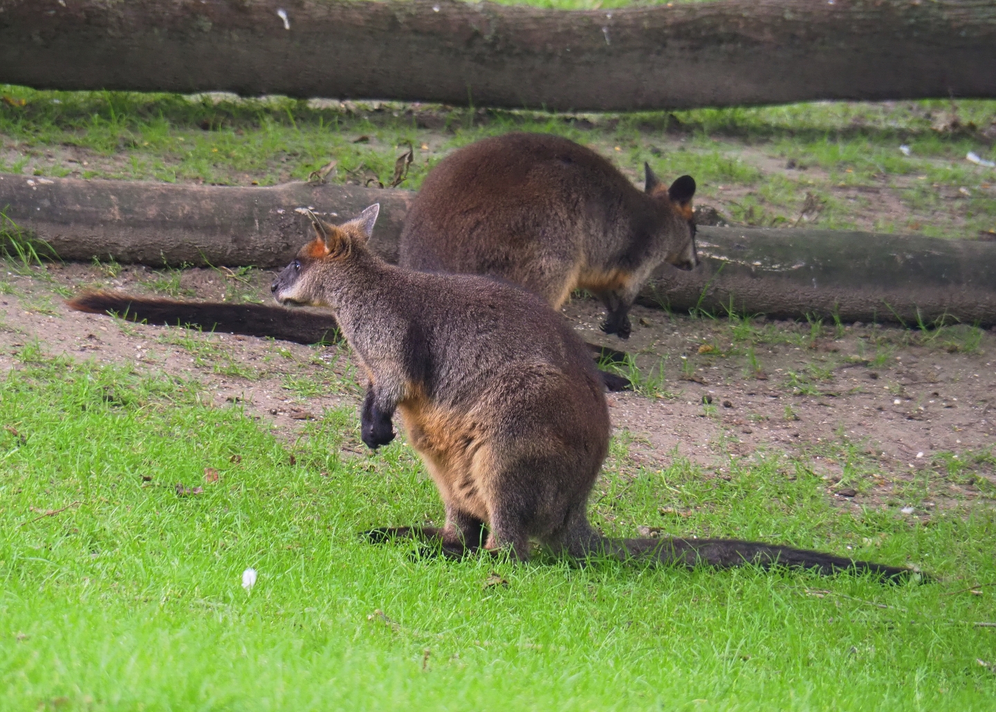 Swamp wallaby (Wallabia bicolor), 2019-06-26
