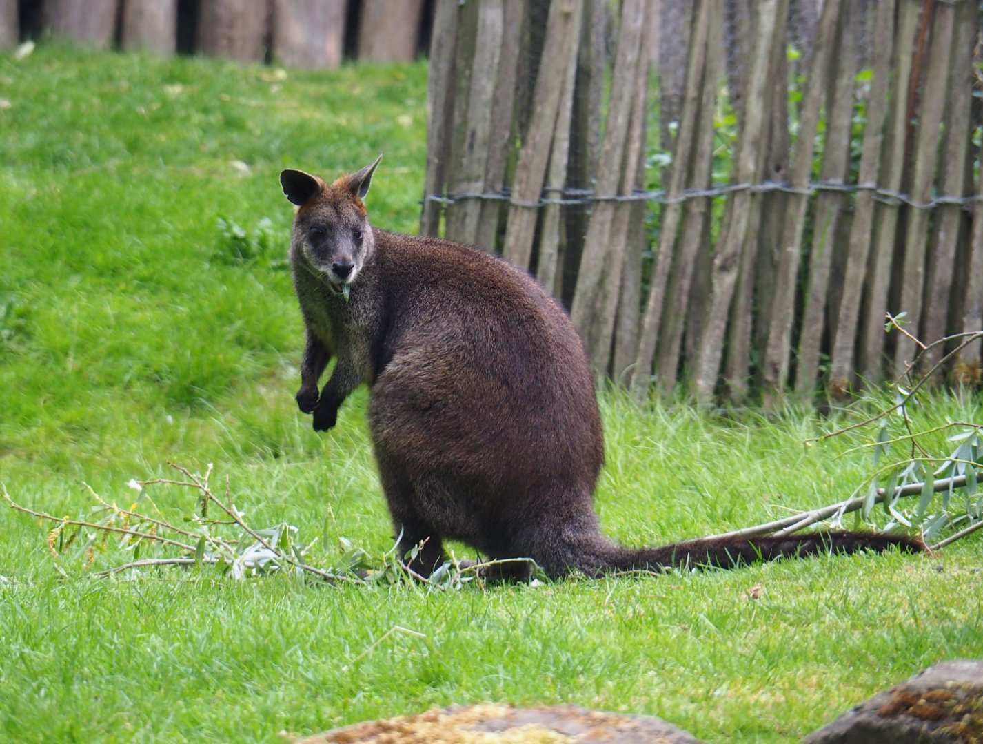 Swamp wallaby (Wallabia bicolor), 2020-05-23