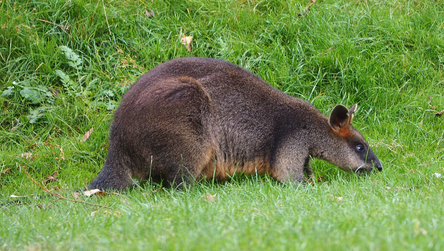 Swamp wallaby (Wallabia bicolor), 2020-08-15