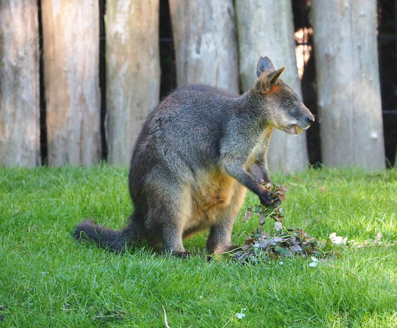 Swamp wallaby (Wallabia bicolor), 2021-06-01