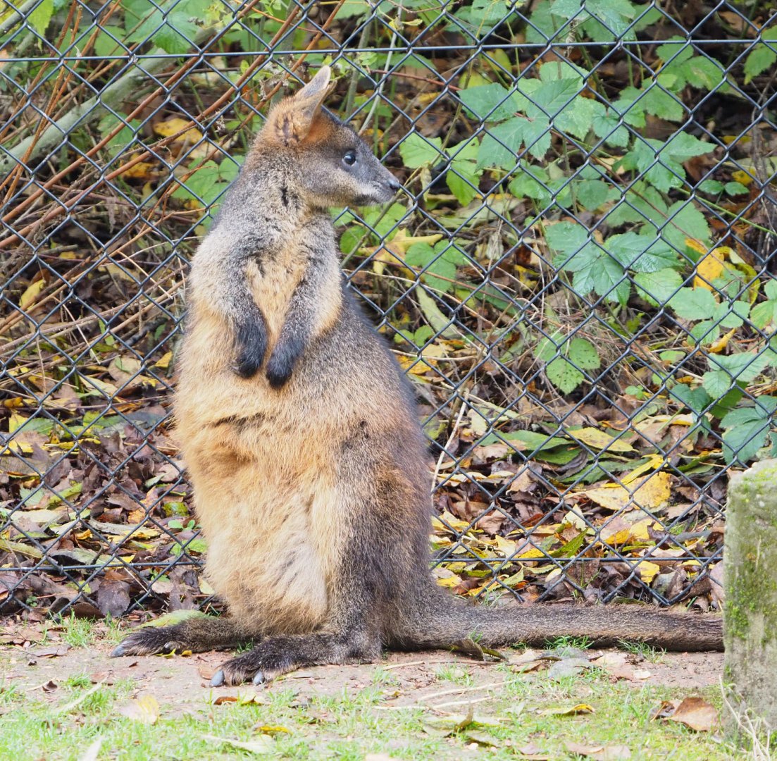 Swamp wallaby (Wallabia bicolor), 2021-11-06