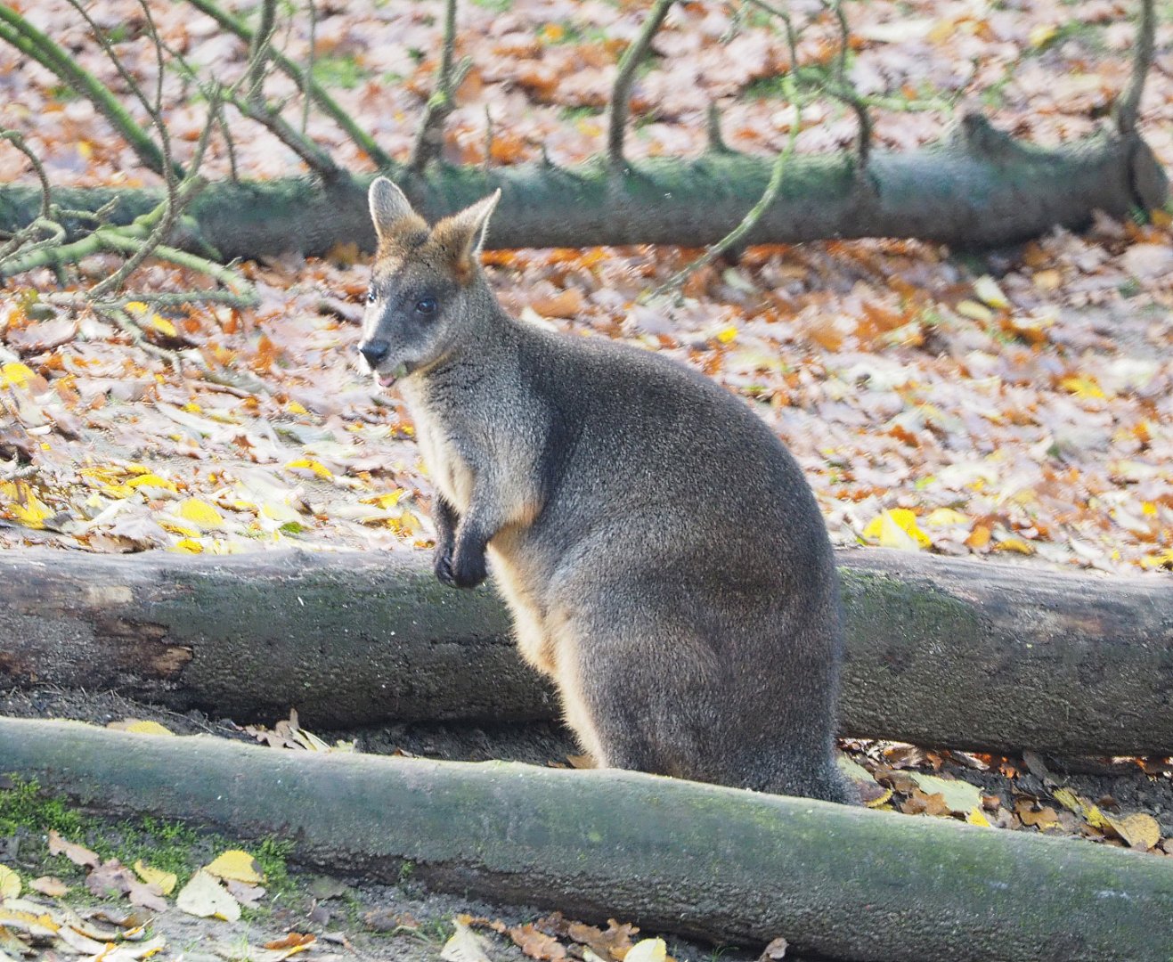 Swamp wallaby (Wallabia bicolor), 2021-11-23