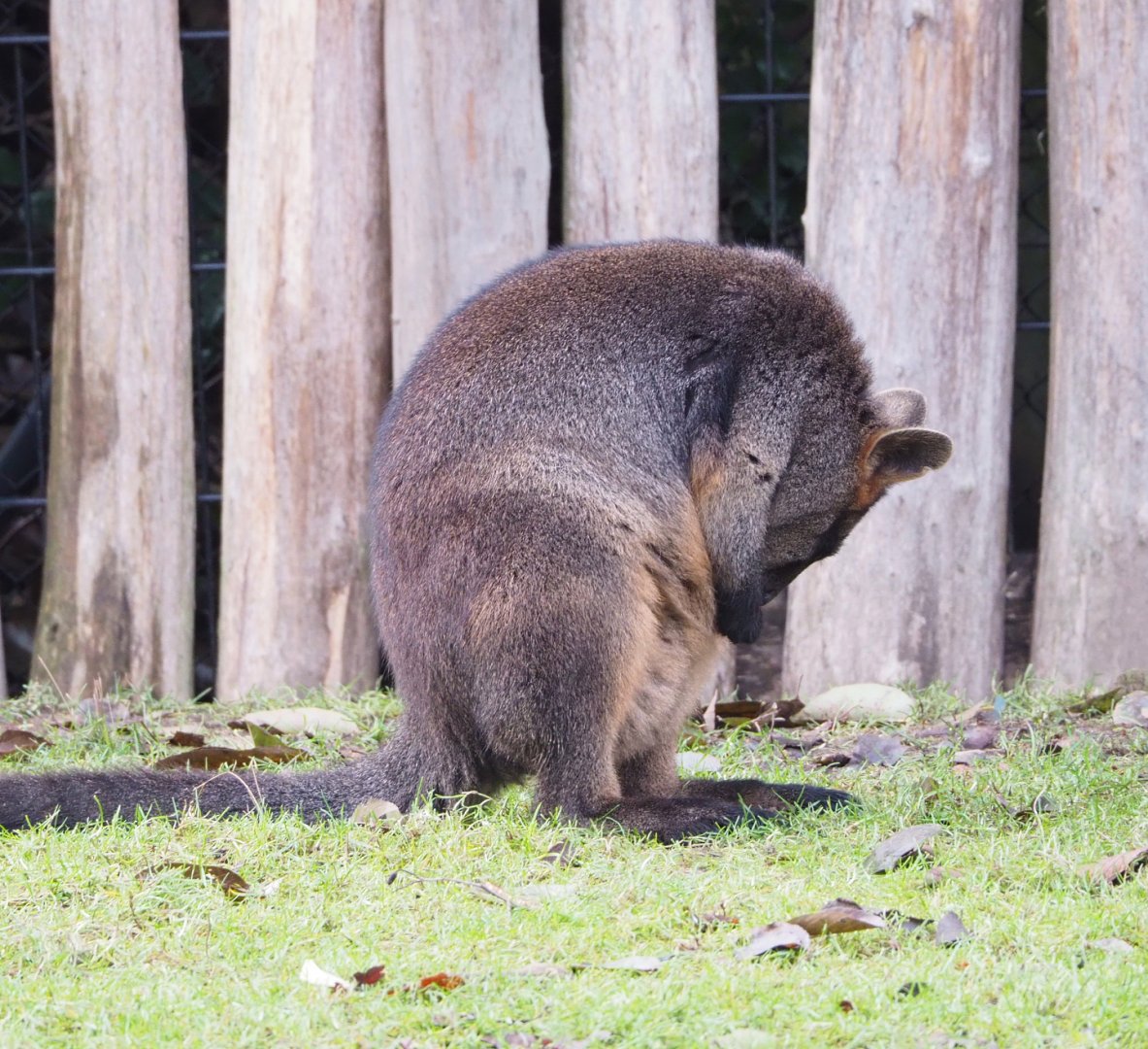Swamp wallaby (Wallabia bicolor), 2021-12-07