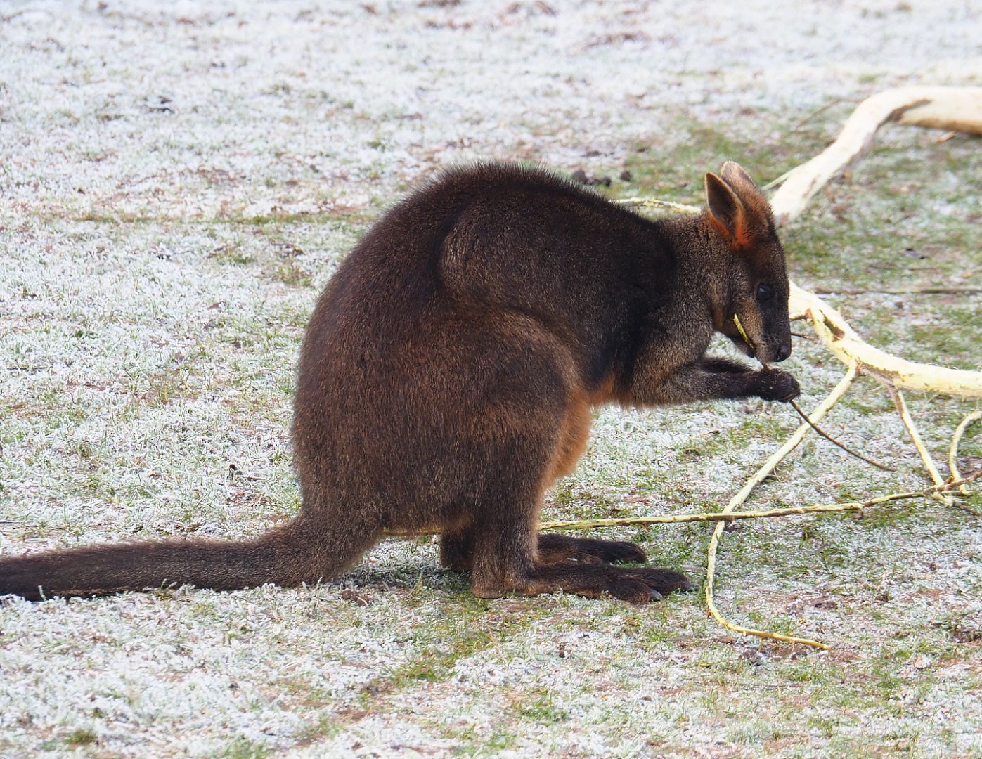 Swamp wallaby (Wallabia bicolor), 2021-12-22