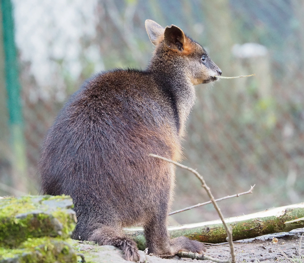 Swamp wallaby (Wallabia bicolor), 2022-01-02