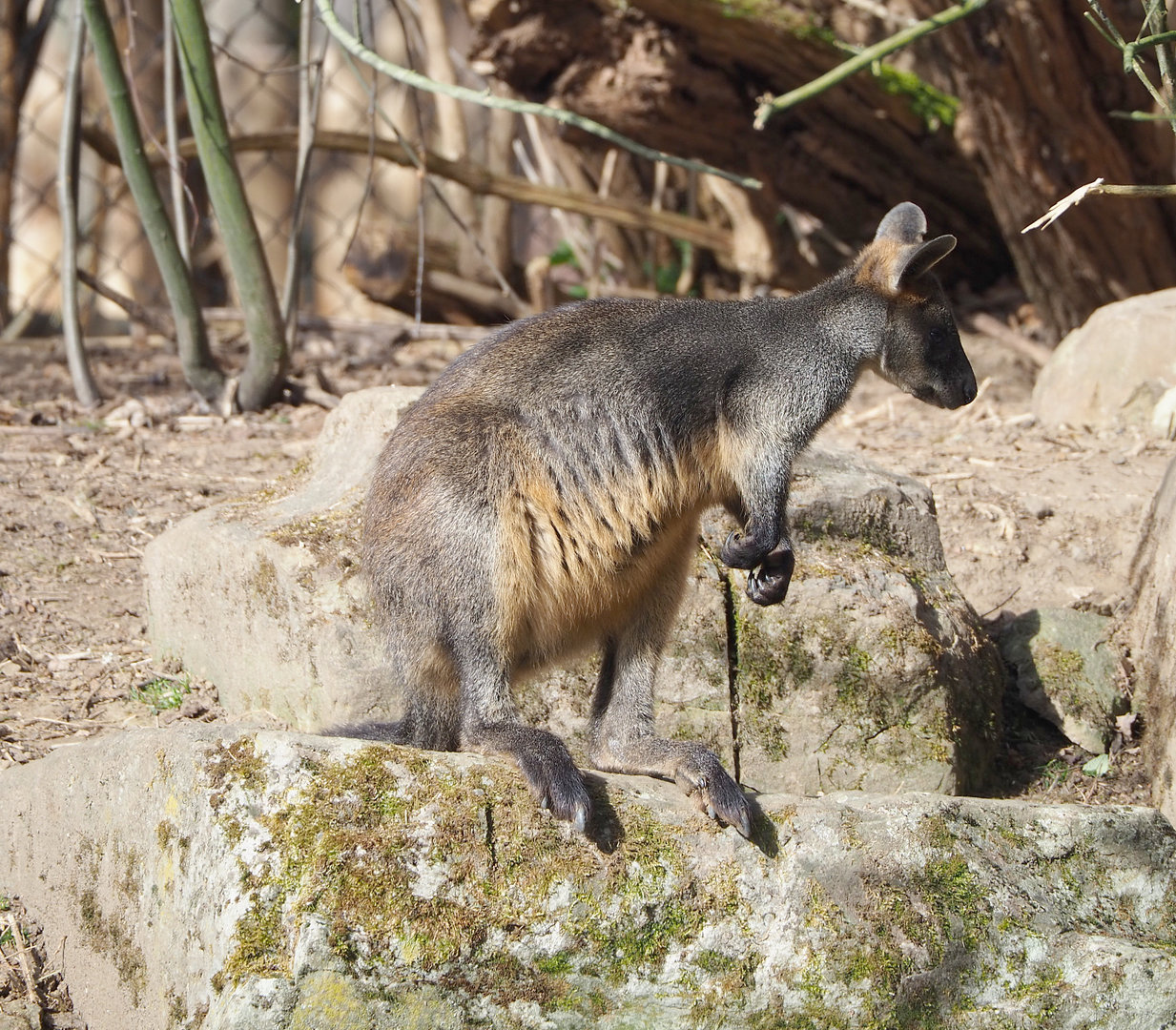Swamp wallaby (Wallabia bicolor), 2022-04-12