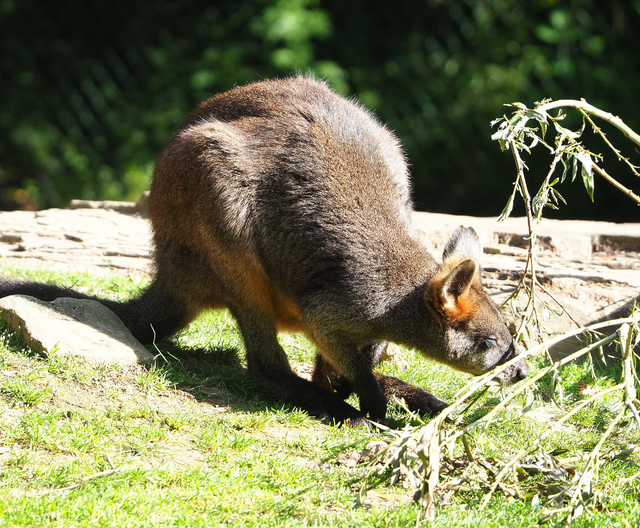 Swamp wallaby (Wallabia bicolor), 2022-05-28