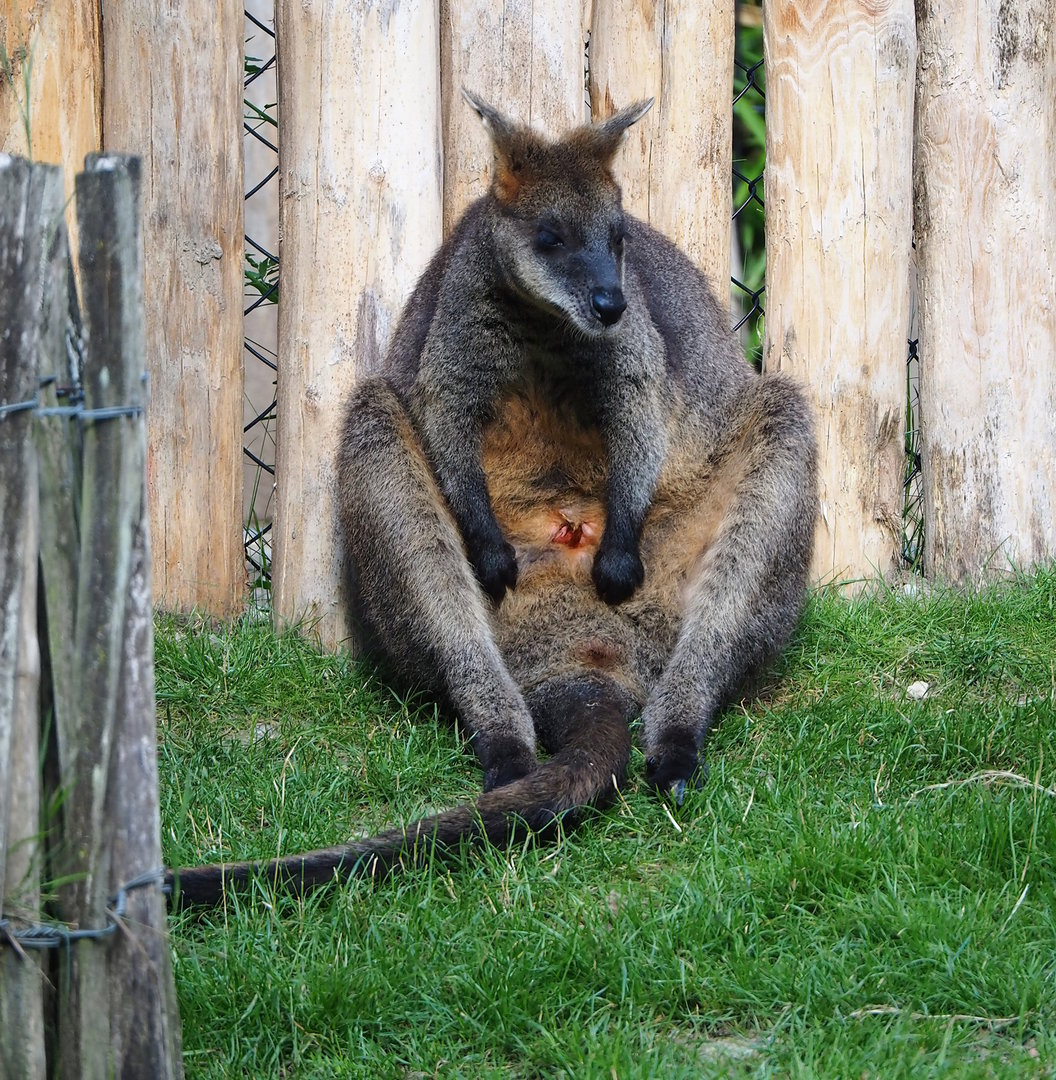 Swamp wallaby (Wallabia bicolor), 2022-07-16
