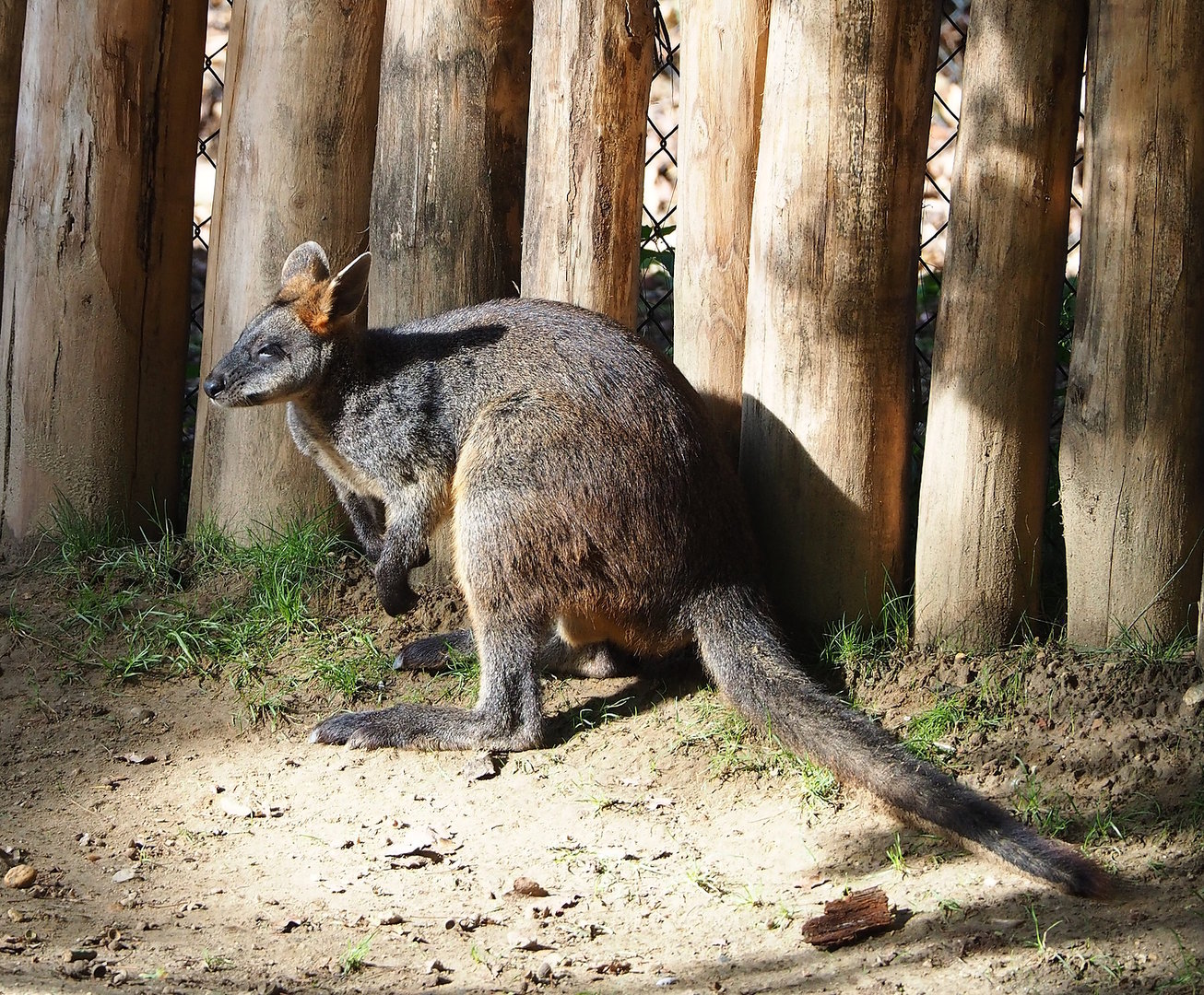 Swamp wallaby (Wallabia bicolor), 2022-09-12