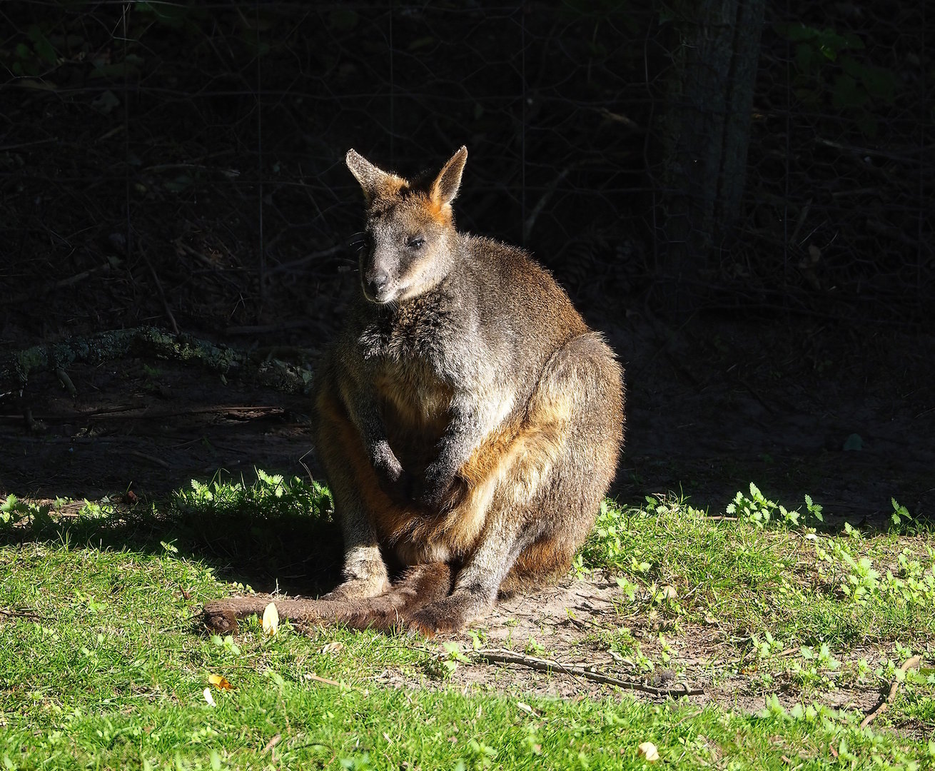 Swamp wallaby (Wallabia bicolor), 2022-10-09
