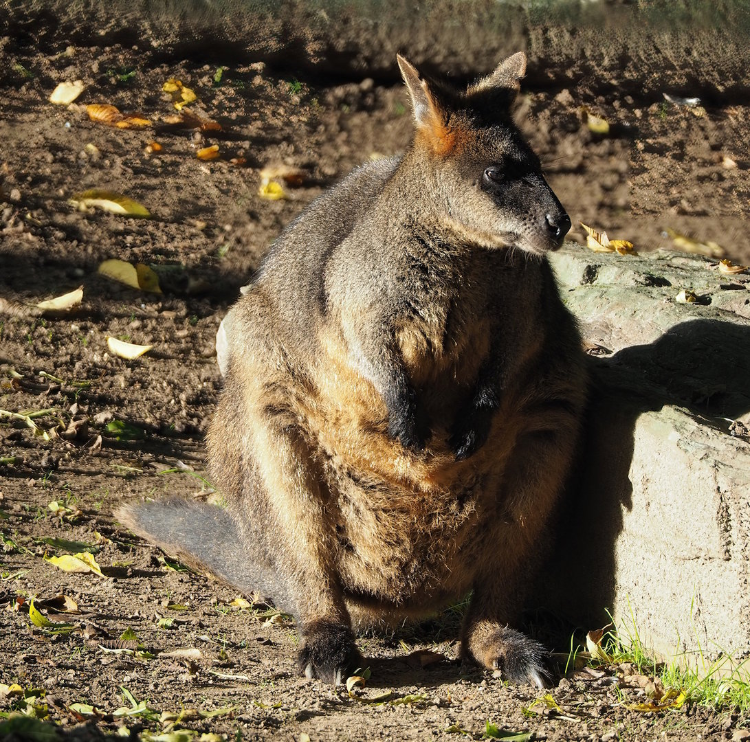 Swamp wallaby (Wallabia bicolor), 2022-10-19