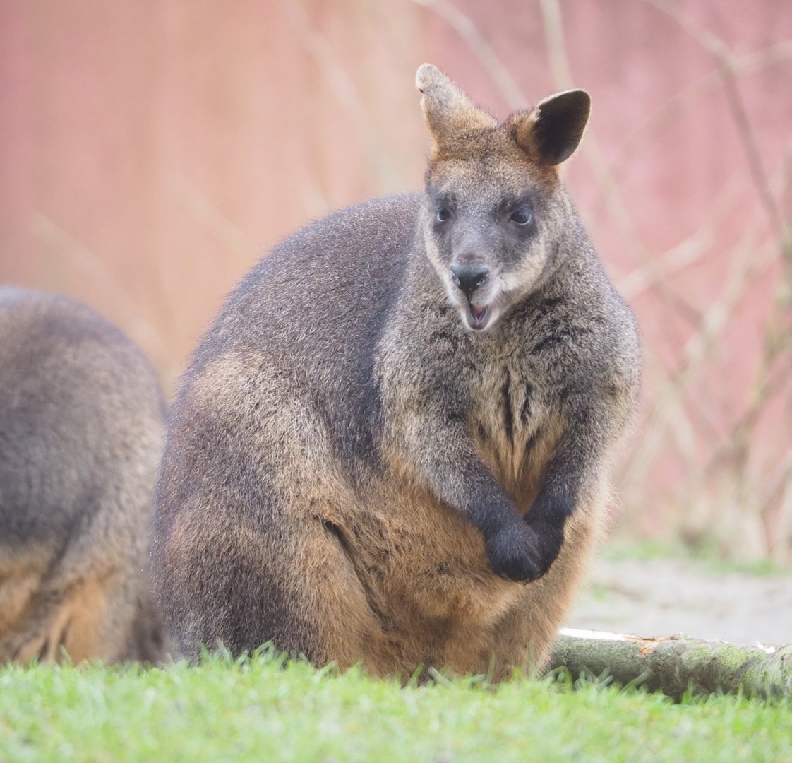 Swamp wallaby (Wallabia bicolor), 2023-02-19