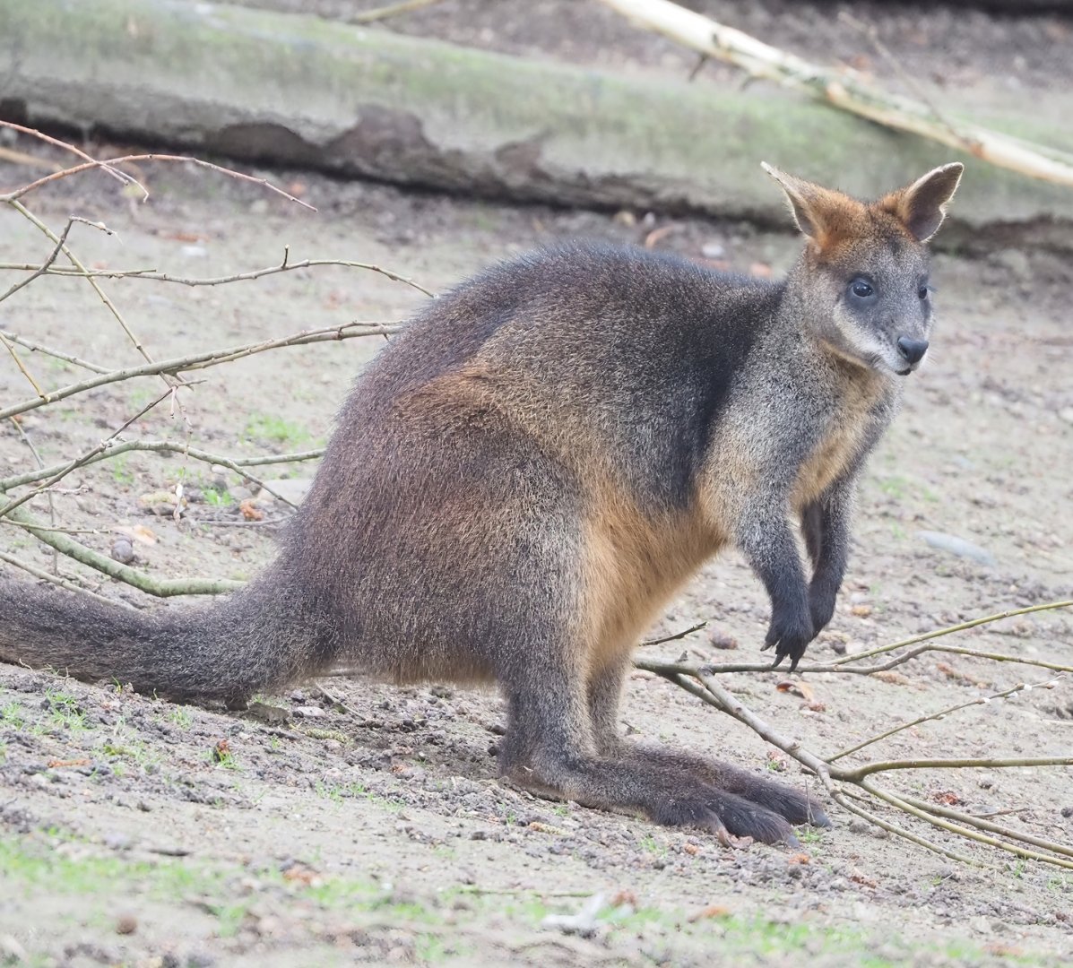 Swamp wallaby (Wallabia bicolor), 2023-02-19