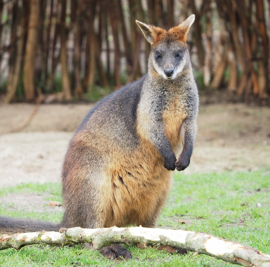Swamp wallaby (Wallabia bicolor), 2023-03-28
