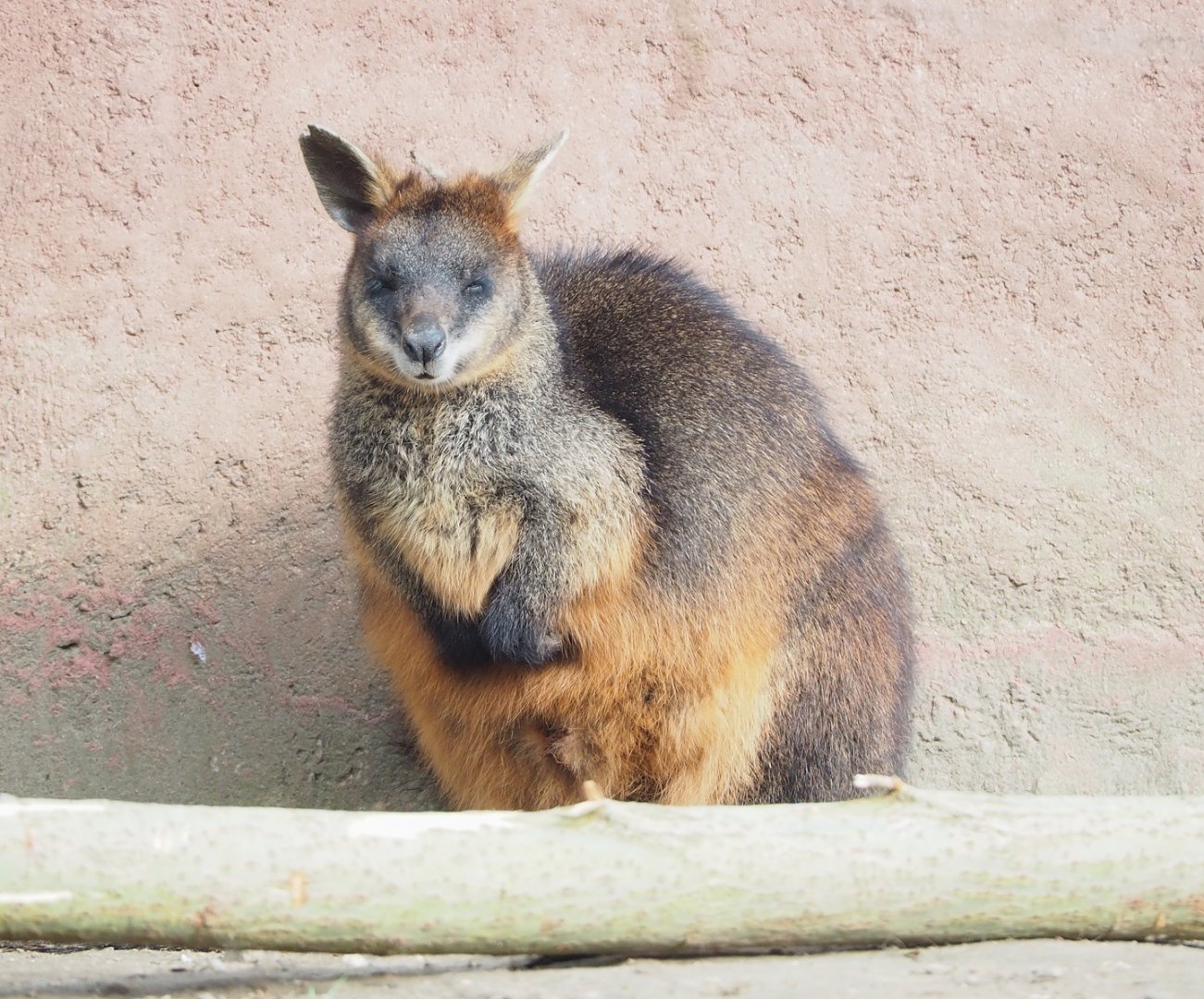 Swamp wallaby (Wallabia bicolor), 2023-04-18
