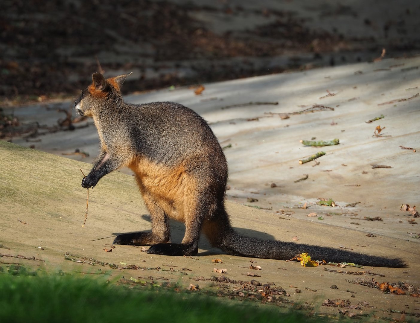 Swamp wallaby (Wallabia bicolor), 2023-10-07