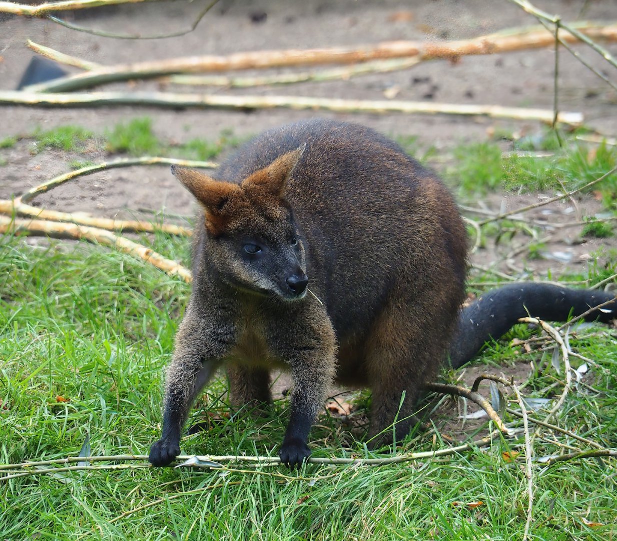 Swamp wallaby (Wallabia bicolor), 2023-10-07