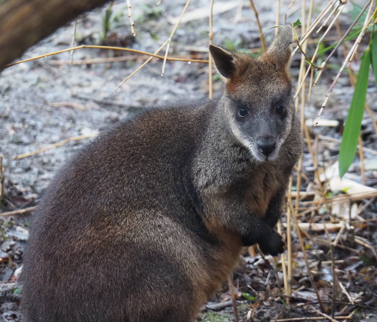 Swamp wallaby (Wallabia bicolor), 2024-01-01