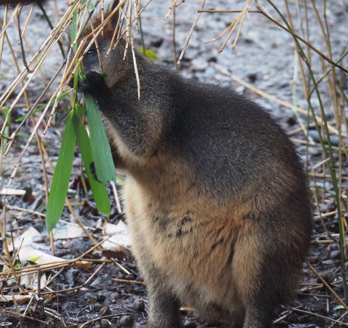 Swamp wallaby (Wallabia bicolor), 2024-01-01