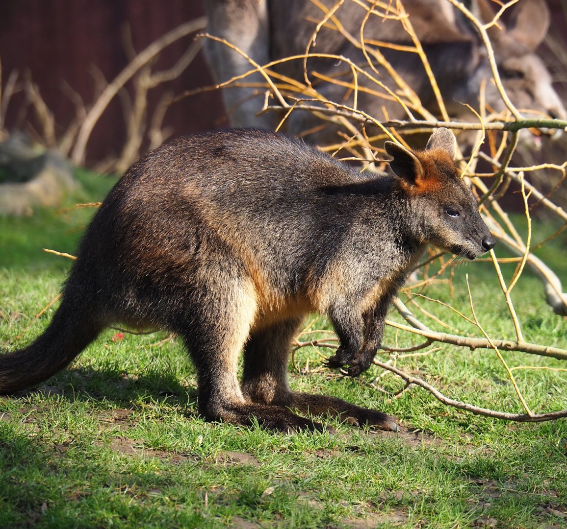 Swamp wallaby (Wallabia bicolor), 2024-03-04