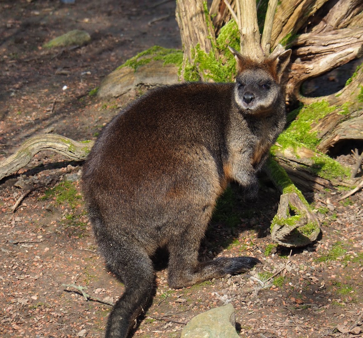 Swamp wallaby (Wallabia bicolor), 2024-03-04