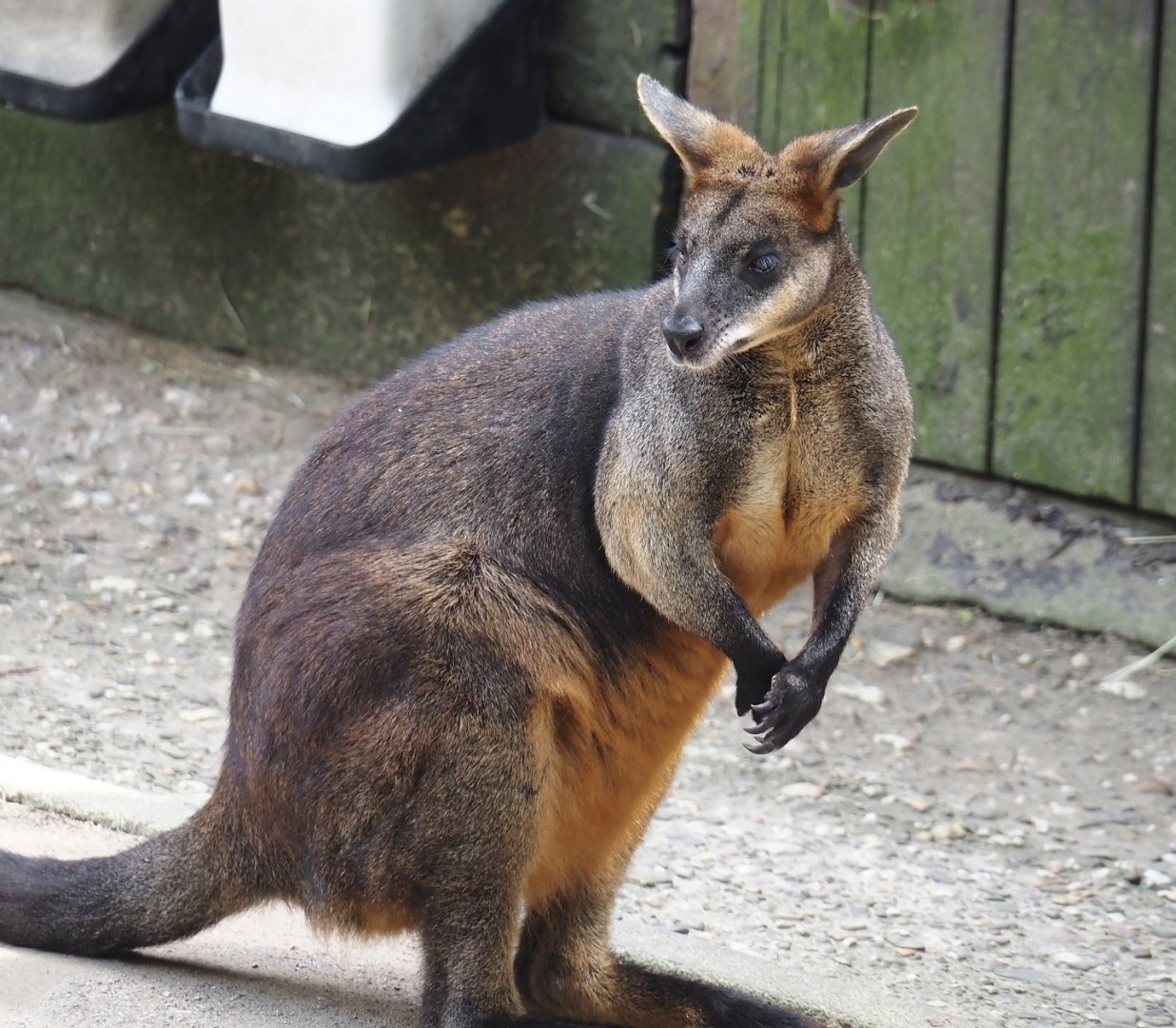 Swamp wallaby (Wallabia bicolor), 2024-06-08
