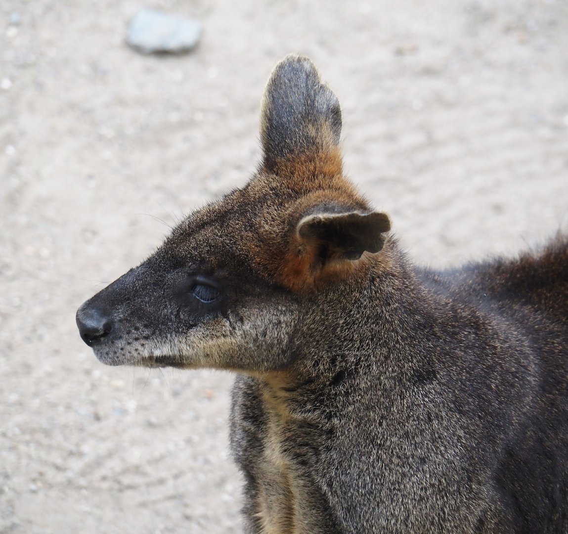 Swamp wallaby (Wallabia bicolor), 2024-06-08