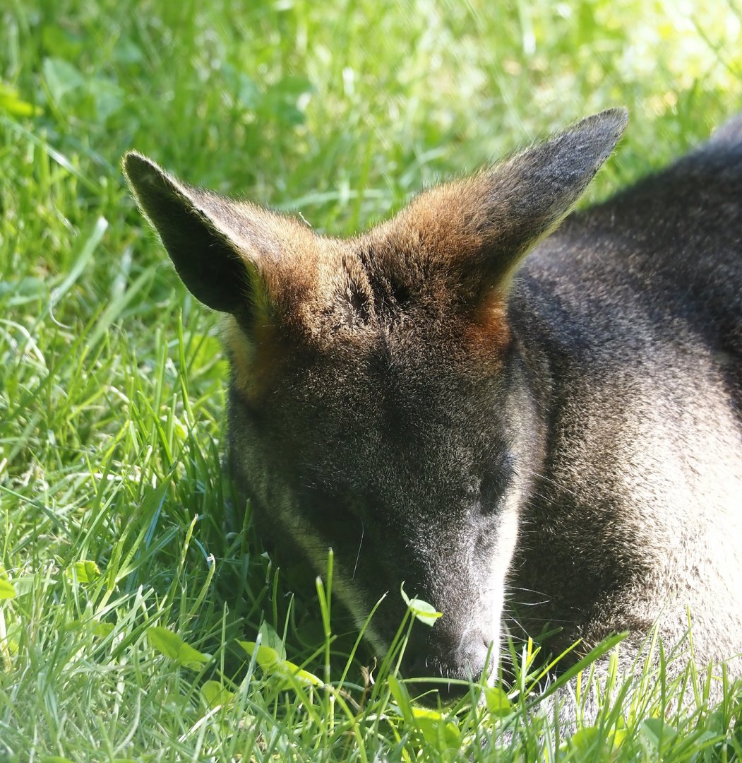 Swamp wallaby (Wallabia bicolor), 2024-06-08