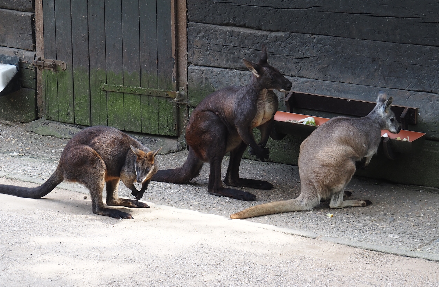 Swamp wallaby (Wallabia bicolor) and Eastern wallaroos (Osphranter robustus robustus), 2024-06-08