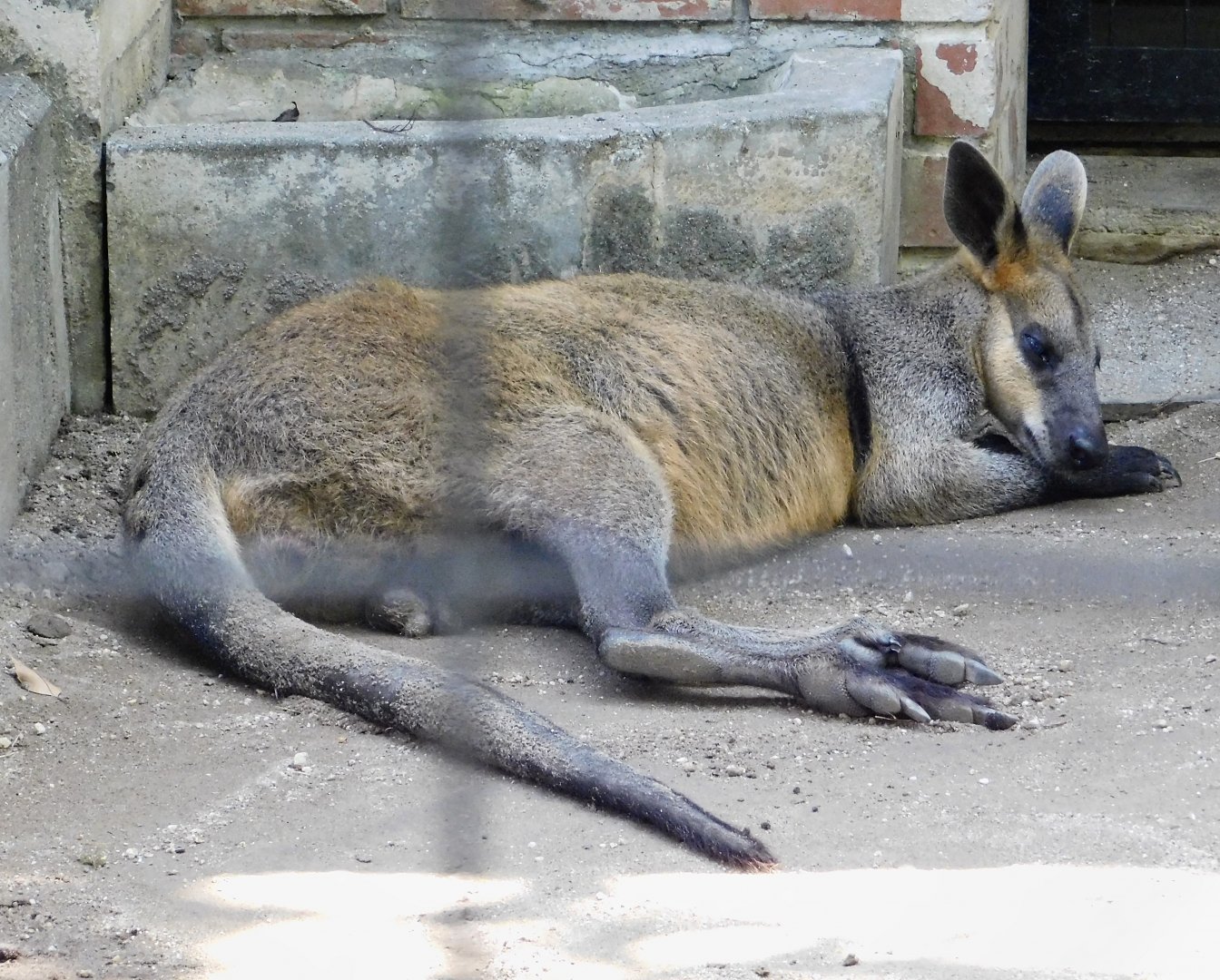 Swamp Wallaby (Wallabia bicolor) August 30, 2025