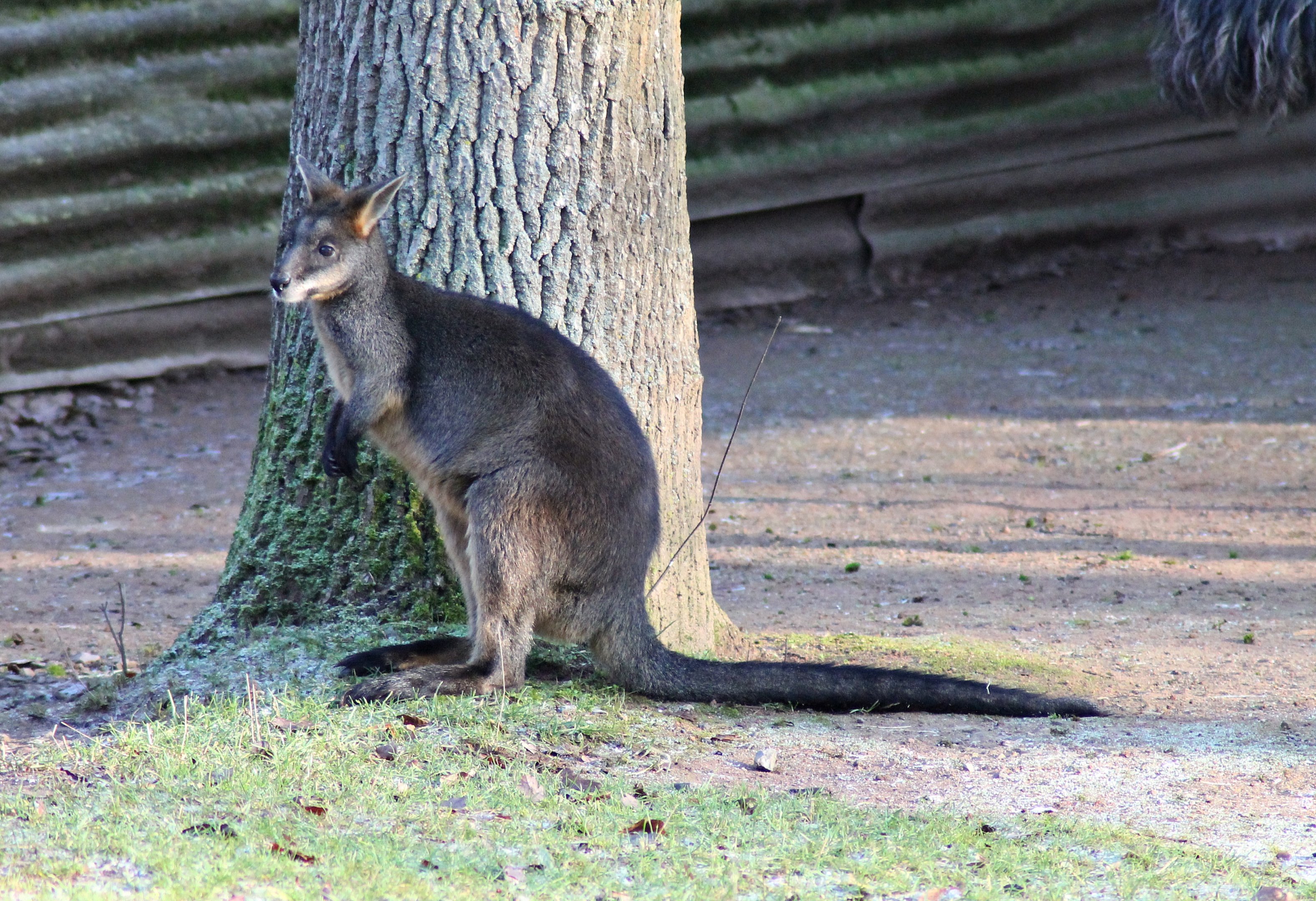 Swamp wallaby (Wallabia bicolor) - "Australian Outback"