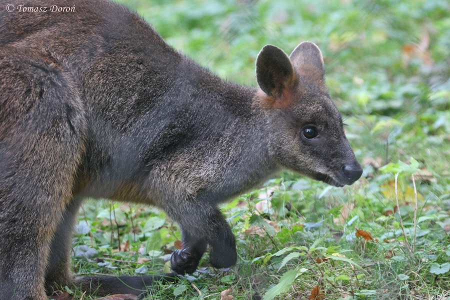 Swamp Wallaby (Wallabia bicolor bicolor)