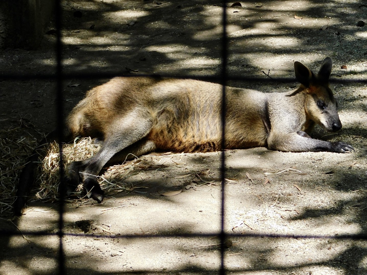 Swamp Wallaby (Wallabia bicolor) June 21, 2025