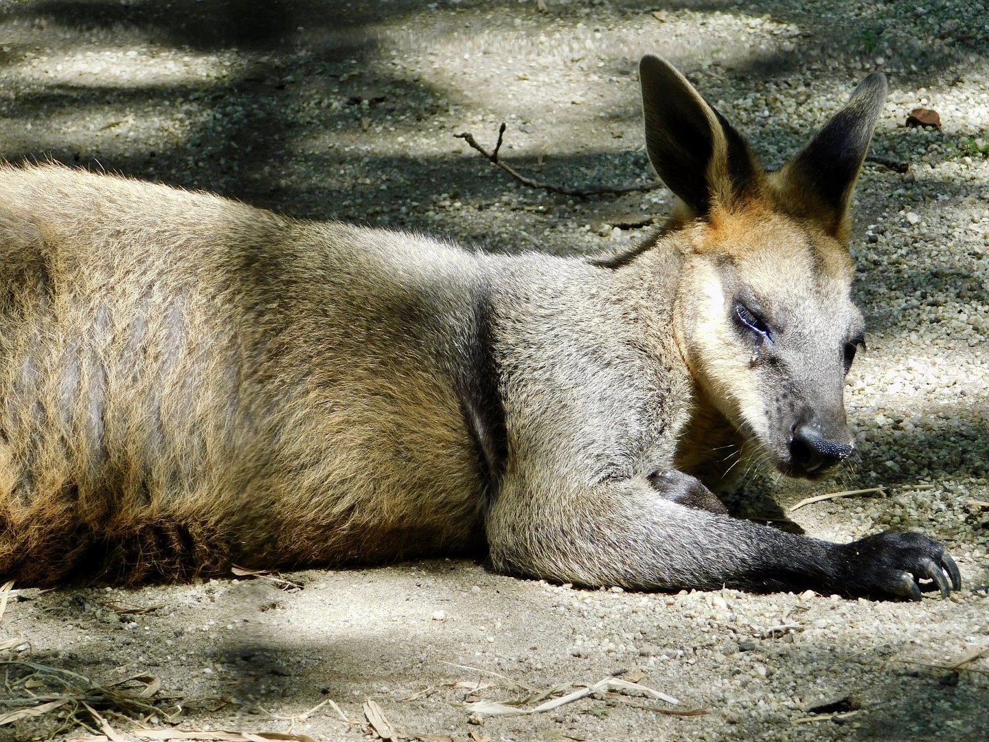 Swamp Wallaby (Wallabia bicolor) June 21, 2025