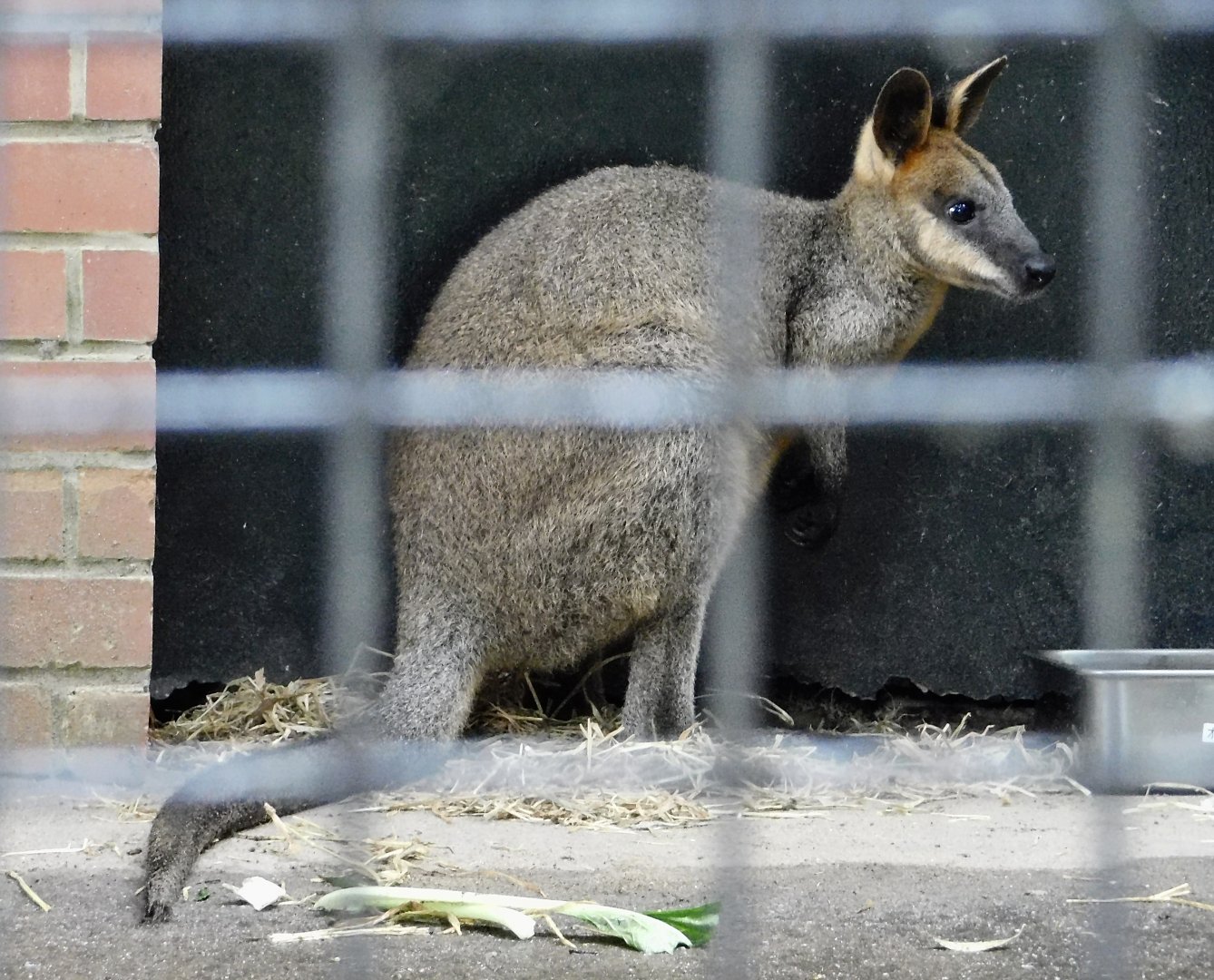 Swamp Wallaby (Wallabia bicolor) October 11, 2025