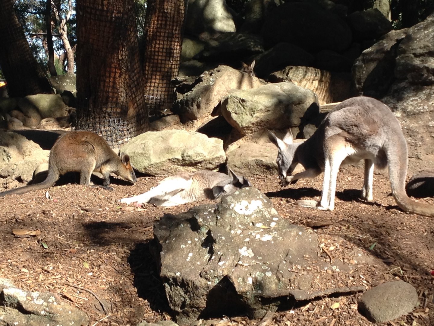 Swamp Wallaby (Wallabia bicolor) & Red Kangaroo (Macropus rufus)
