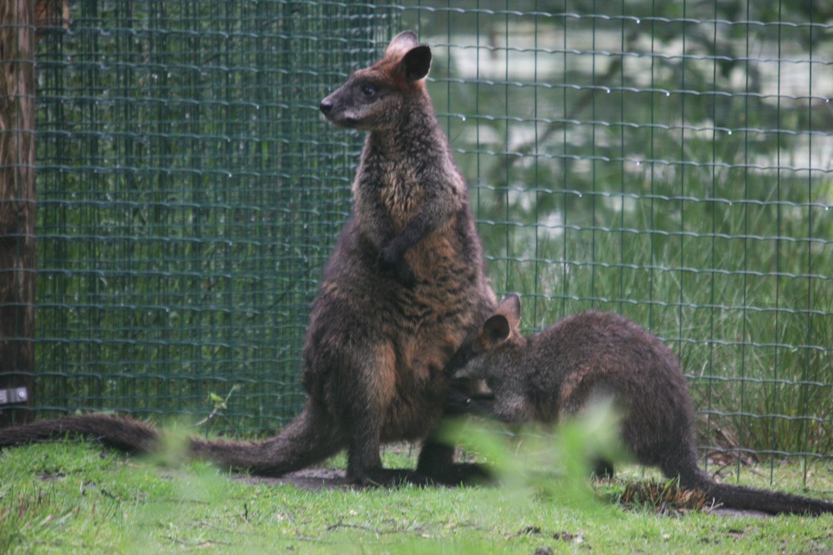 Swamp wallaby (Wallabia bicolor) with young.