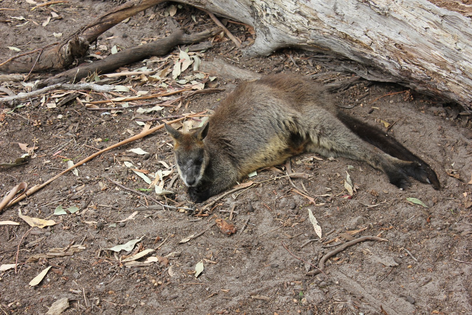 Swamp Wallaby (Wallabia bicolor)