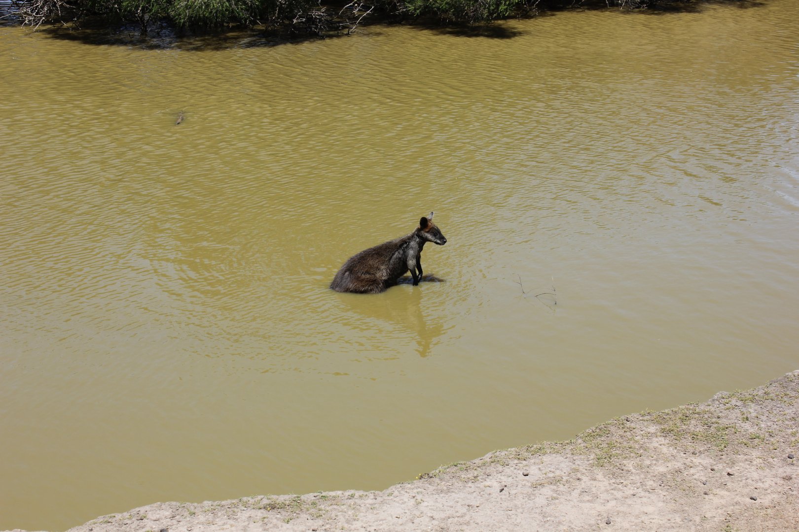 Swamp Wallaby (Wallabia bicolor)
