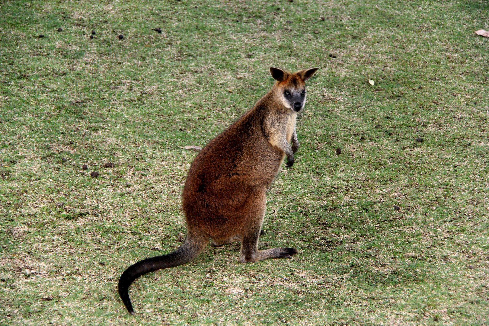 swamp wallaby (Wallabia bicolor)