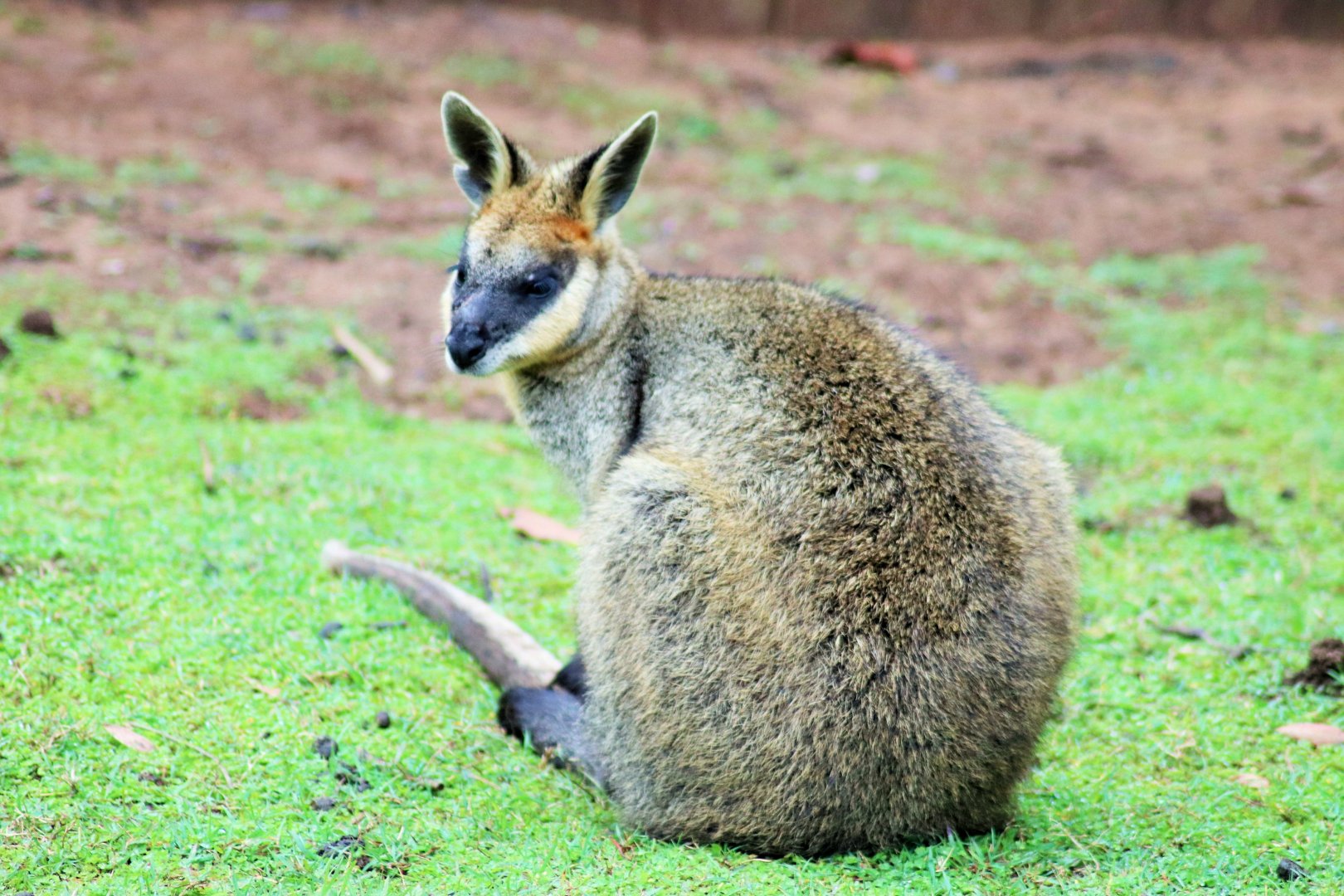 Swamp Wallaby (Wallabia bicolor)