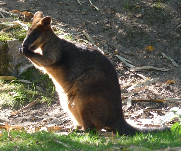 Swamp wallaby (Wallabia bicolor)